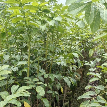 乌橄榄黑橄榄苗杯苗袋本地品种和吊思茅品种