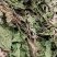 干车前草，现采现晒干，新鲜无硫，野生。