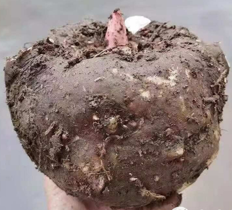 重庆巫溪场地直供花魔芋，商超直供全国发货，整车零售均可