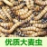 大麦虫，新鲜速冻