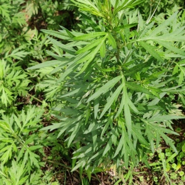 艾草，新鲜现采现发，天然野生。