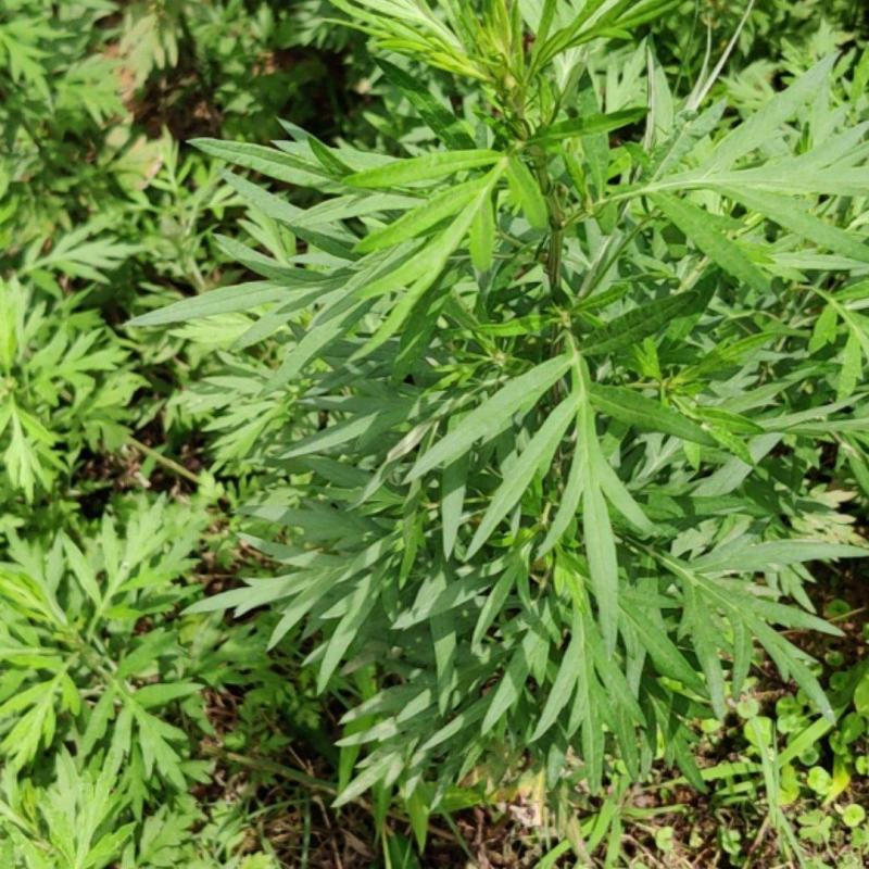 艾草，新鲜现采现发，天然野生。