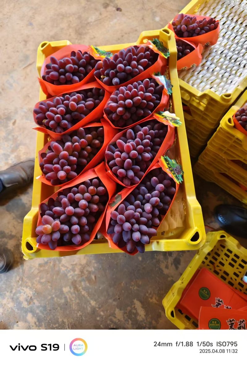 弥勒茉莉香葡萄