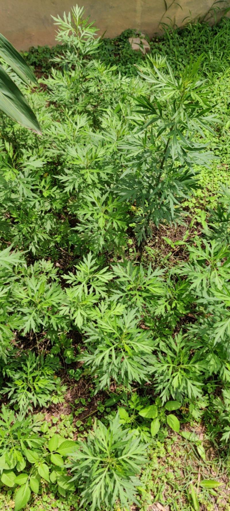 艾草，新鲜现采现发，天然野生。