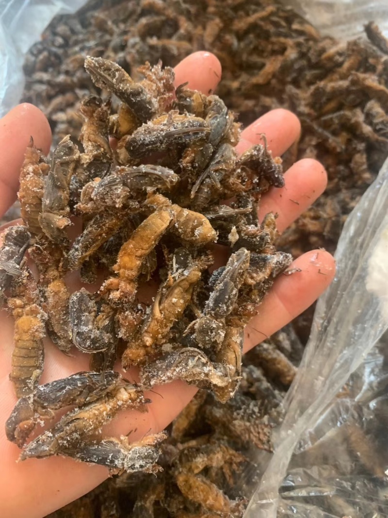 蝼蛄新鲜速冻