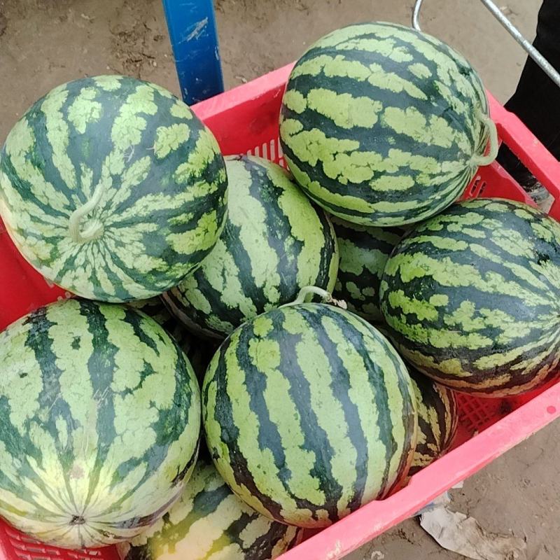 美都有籽麒麟瓜