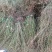 刺梨苗（黄刺梅）产地直销现挖现发货支持物流支持协助找车