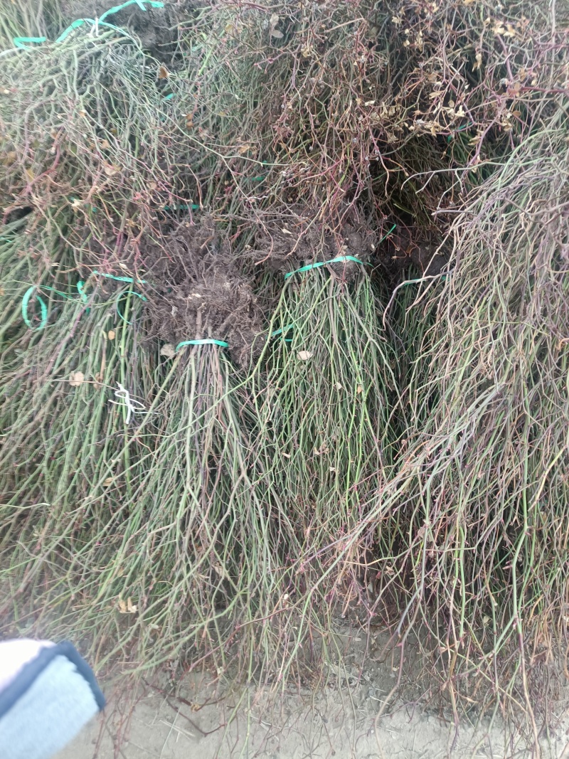 刺梨苗（黄刺梅）产地直销现挖现发货支持物流支持协助找车