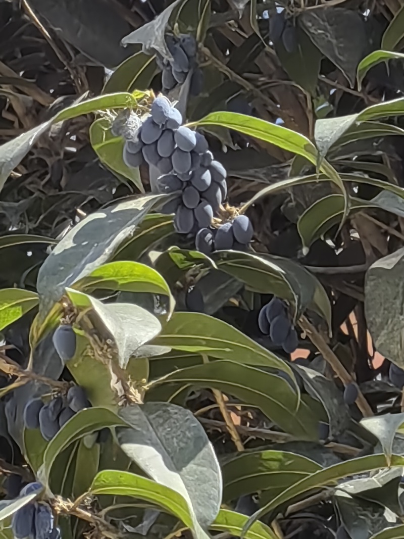 当季新鲜桂花种子有意者联系