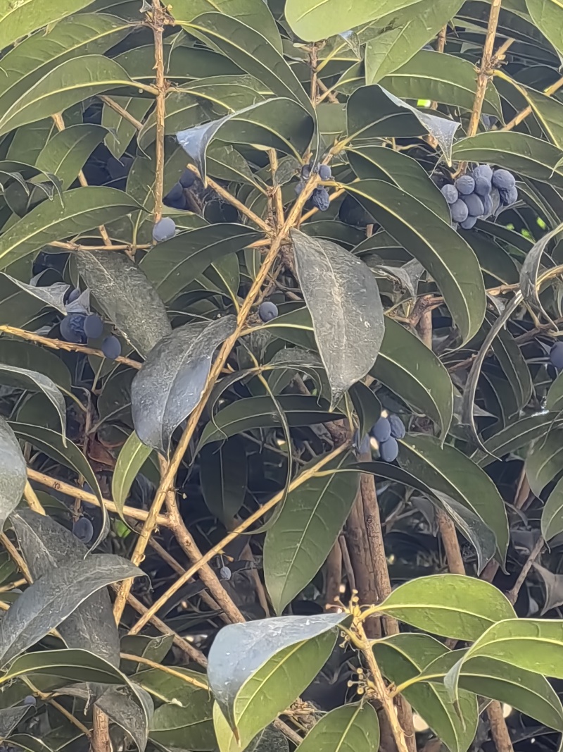 当季新鲜桂花种子有意者联系