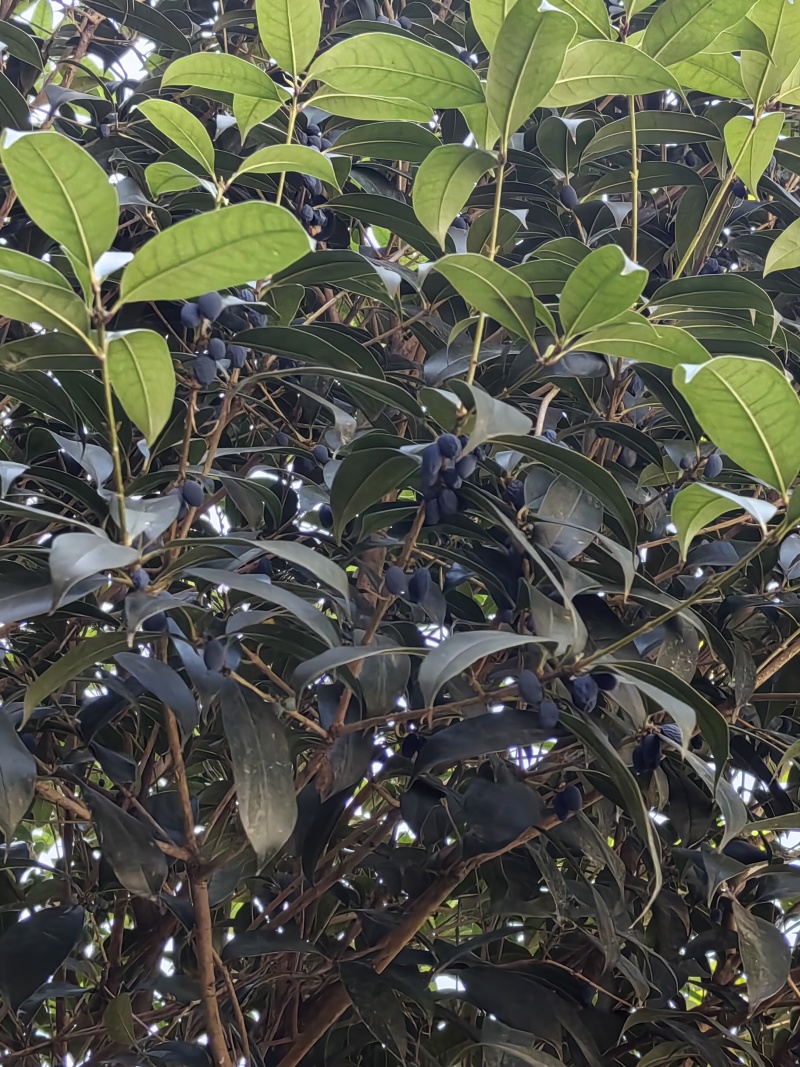 当季新鲜桂花种子有意者联系