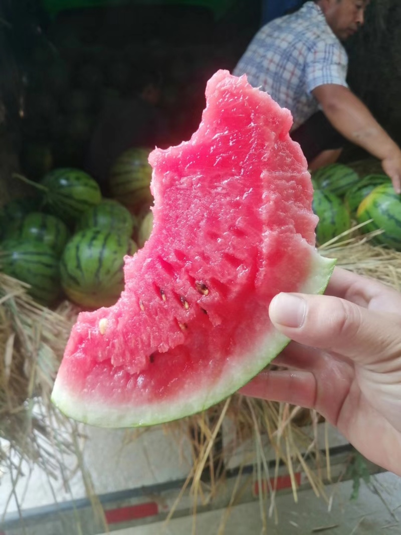 美都有籽麒麟瓜