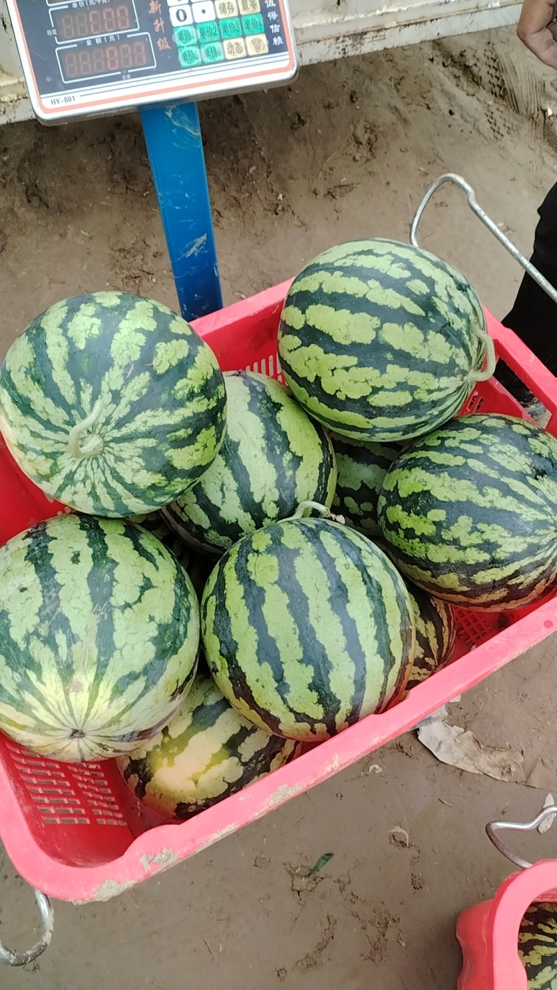 美都有籽麒麟瓜
