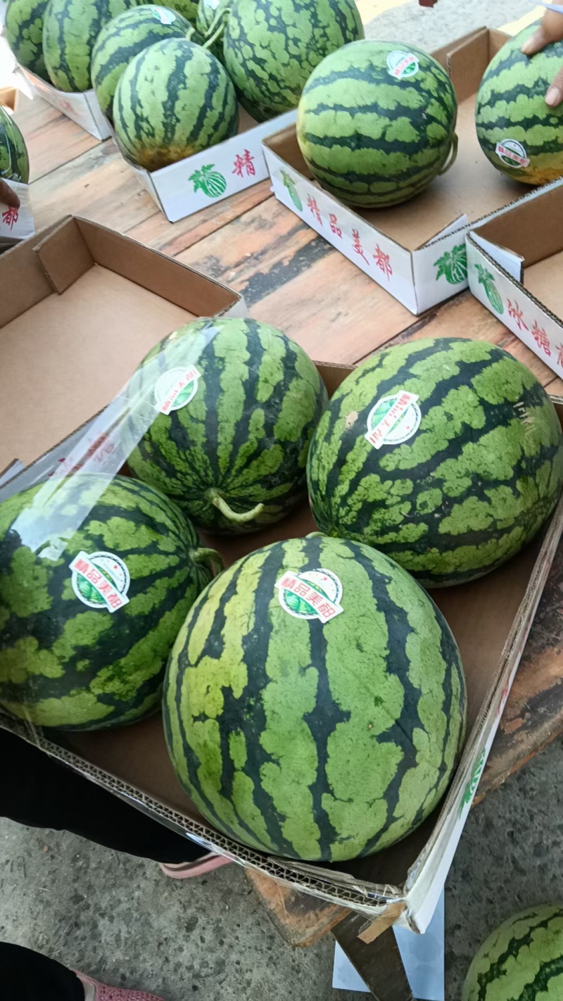 美都有籽麒麟瓜