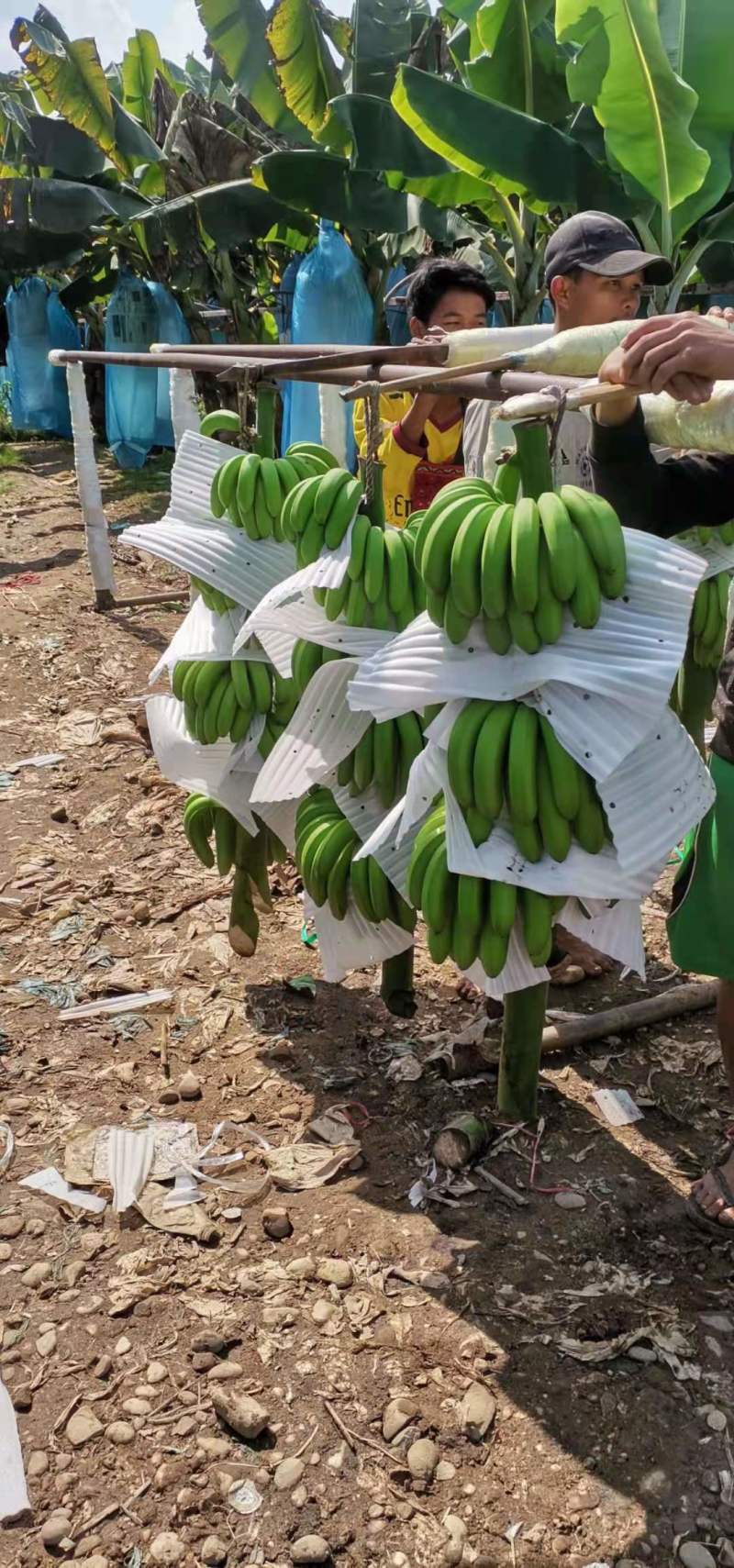 一代苗货源充足