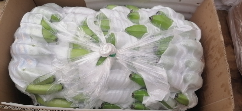 一代苗货源充足
