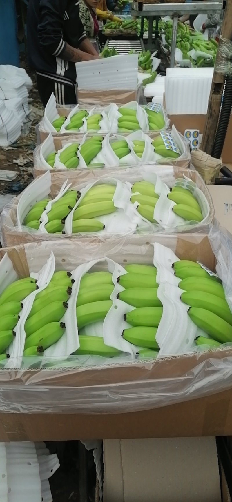 一代苗货源充足