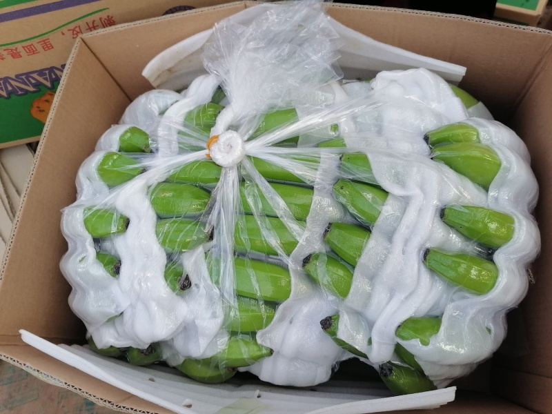 一代苗货源充足