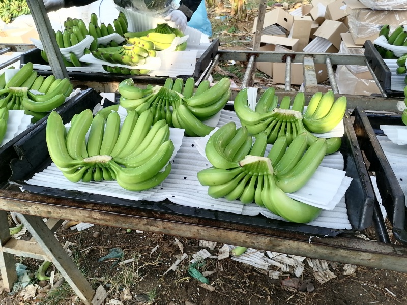 一代苗货源充足