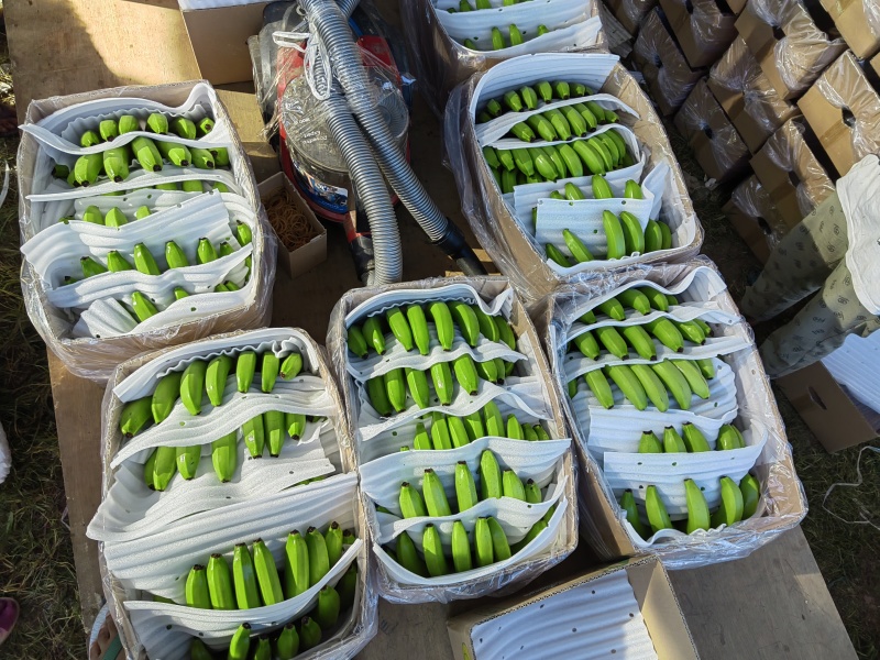 一代苗货源充足