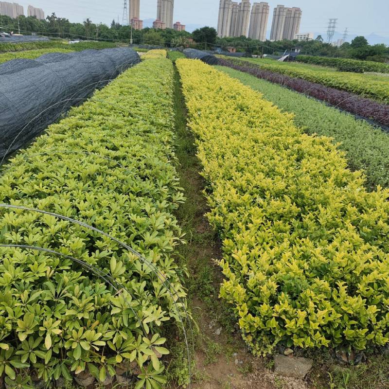 地被苗木金森贞