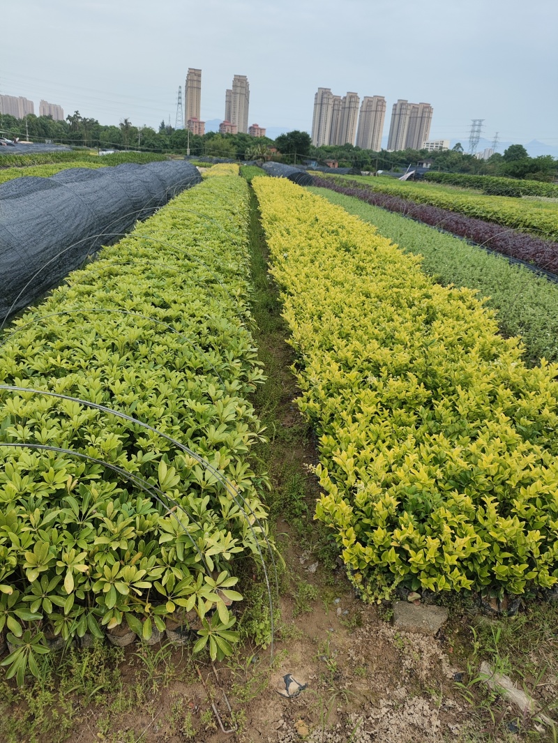 地被苗木金森贞