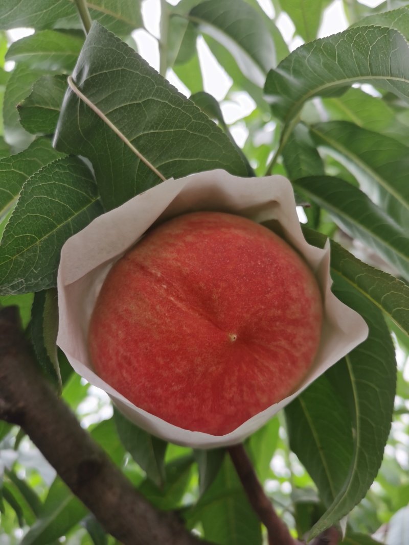 现摘现发龙泉水蜜桃撕皮软桃应季水果顺丰包邮