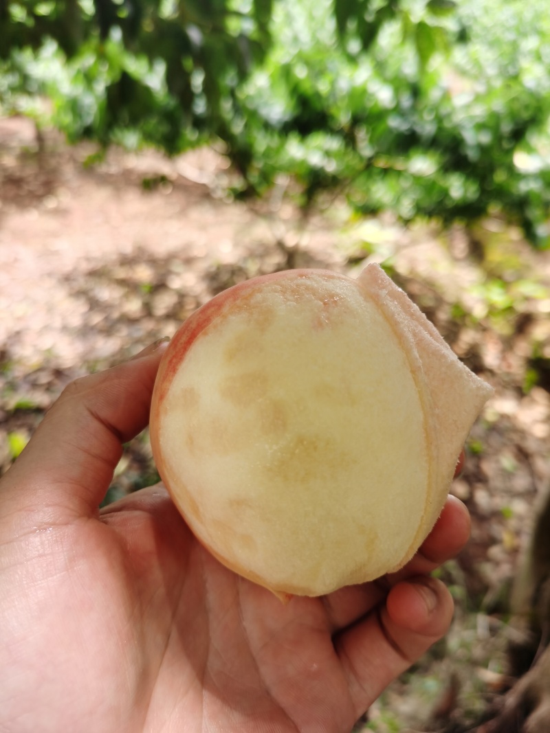 现摘现发龙泉水蜜桃撕皮软桃应季水果顺丰包邮