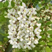 洋槐花产地
