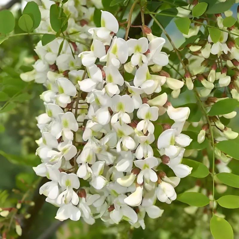 洋槐花产地