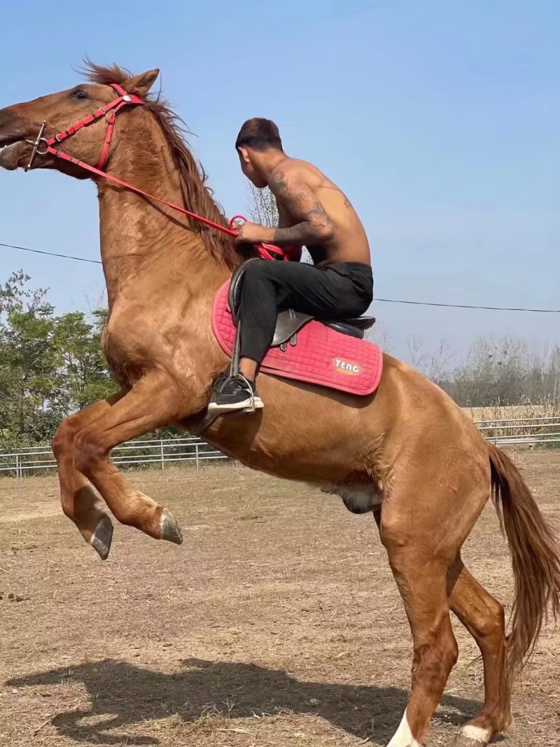 一匹也全国发货的半血马骑乘马，景区俱乐部，跑马场专用马