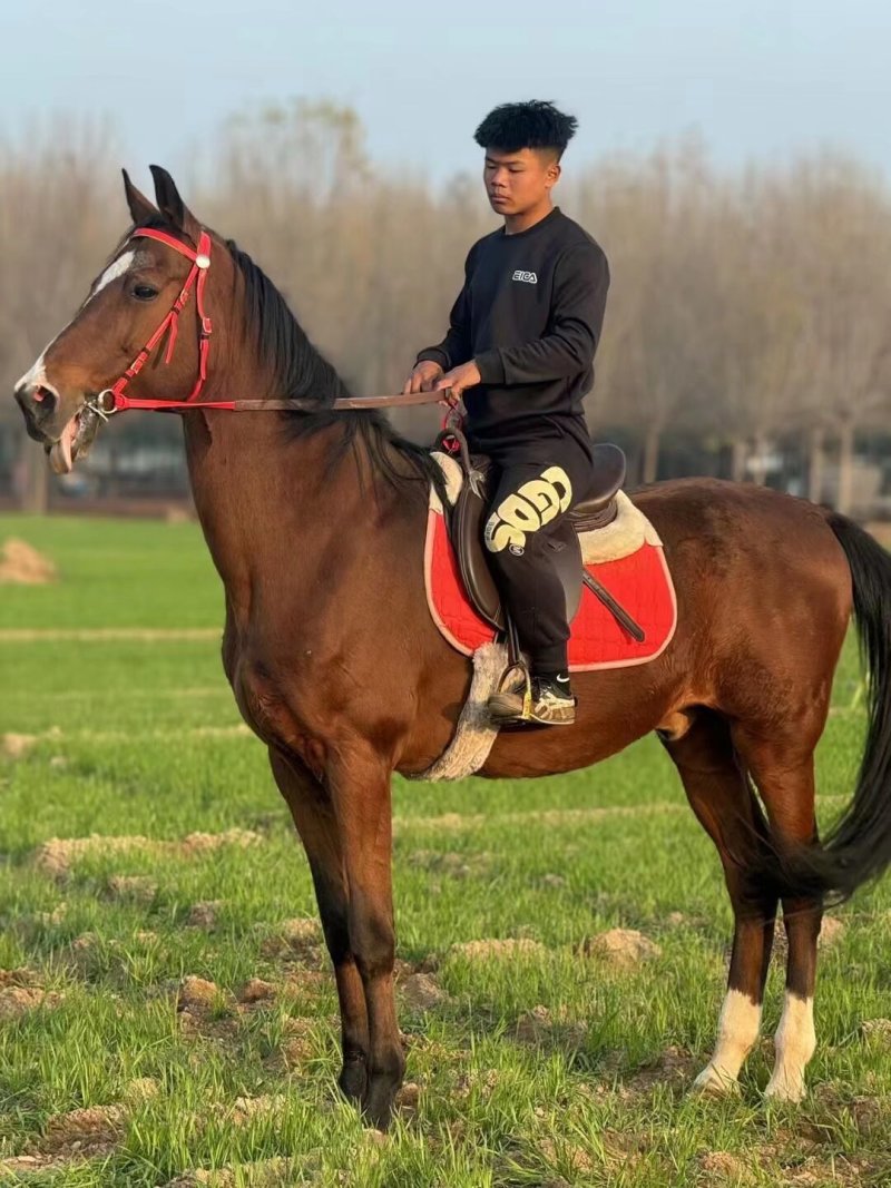 一匹也全国发货的半血马骑乘马，景区俱乐部，跑马场专用马