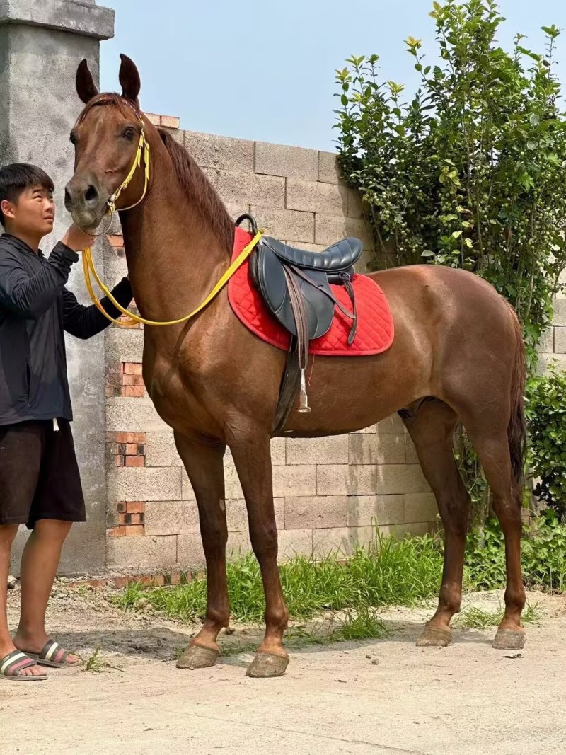 一匹也全国发货的半血马骑乘马，景区俱乐部，跑马场专用马