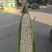 精品花玉米