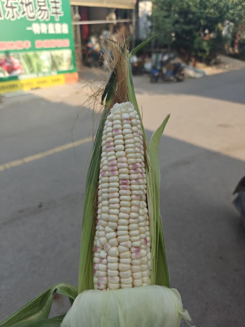 精品花玉米