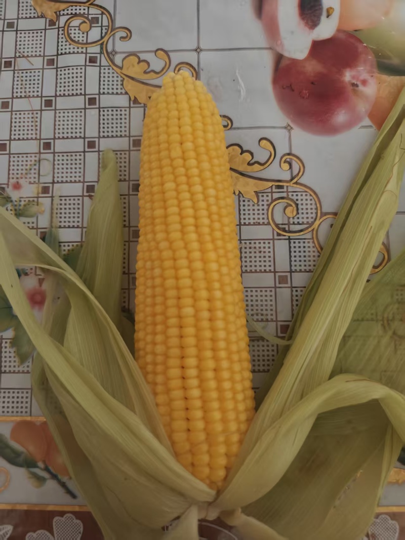 精品超大黄玉米