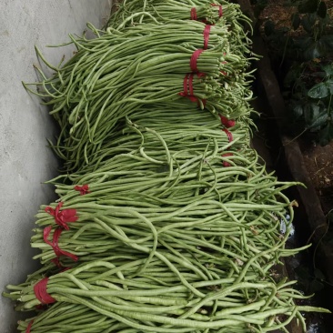 豆角