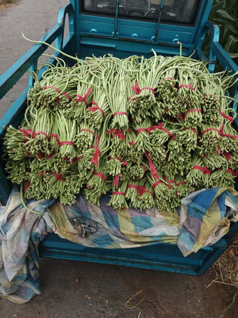 豆角