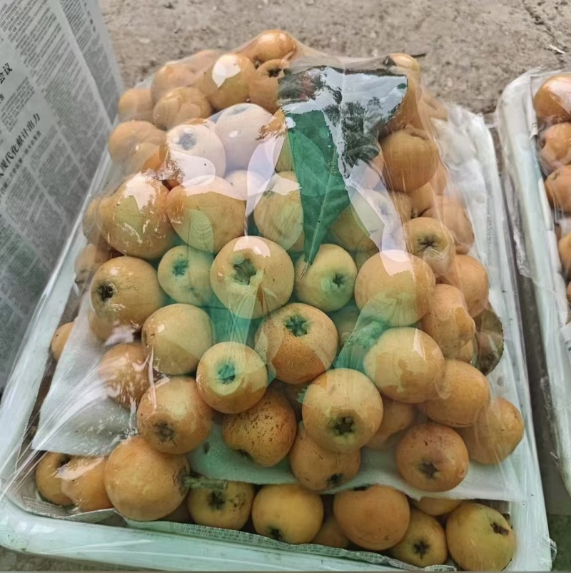 枇杷
