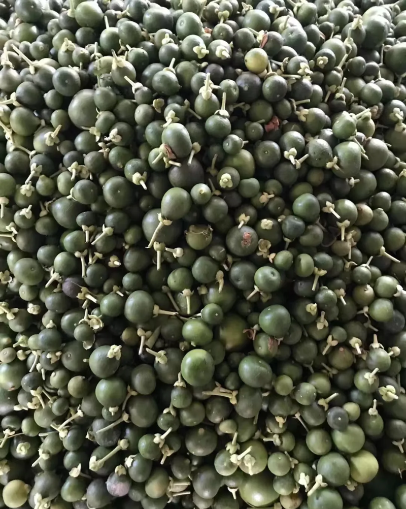 大量供应专业代收枳壳枳实落地果湿果保证质量诚信为本