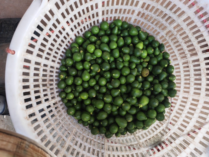 大量供应专业代收枳壳枳实落地果湿果保证质量诚信为本