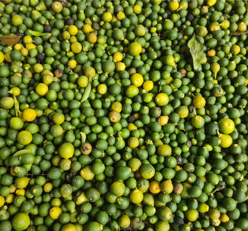 大量供应专业代收枳壳枳实落地果湿果保证质量诚信为本