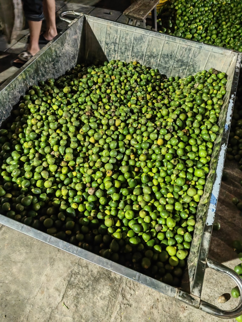 大量供应专业代收枳壳枳实落地果湿果保证质量诚信为本