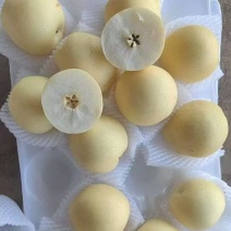 皇冠梨，对接，[批发商，电商，赶大集商超，出口]河北赵县