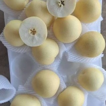 河北皇冠梨，皮薄芯小食用率高对接(电商，批发，商超市]等