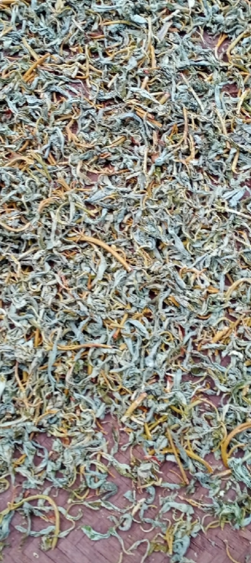 自家高山老鹰茶