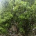 自家高山老鹰茶