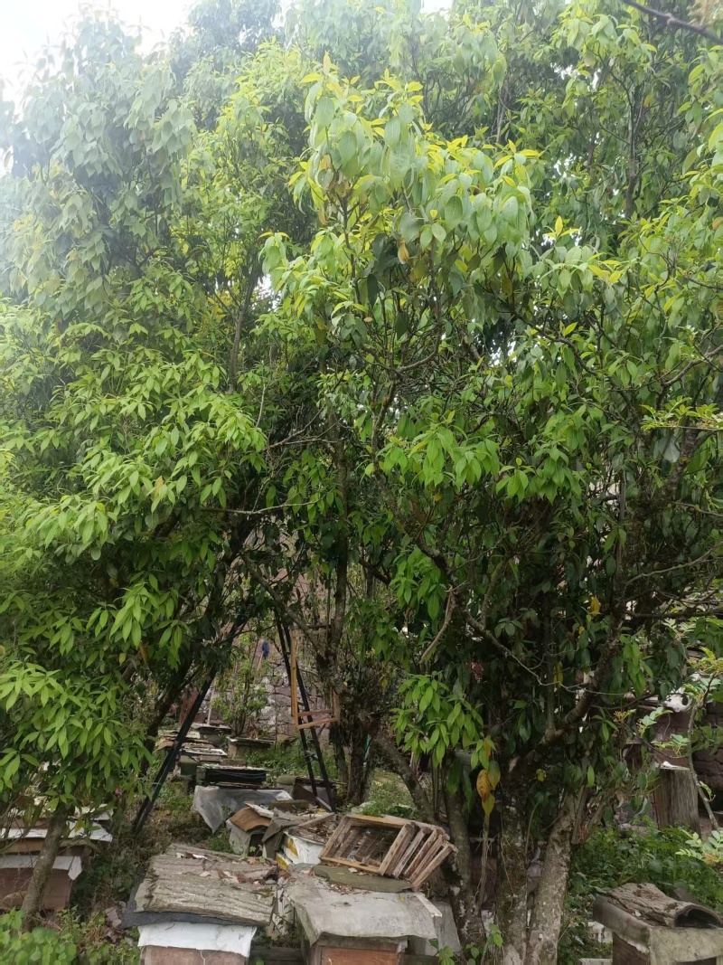 自家高山老鹰茶