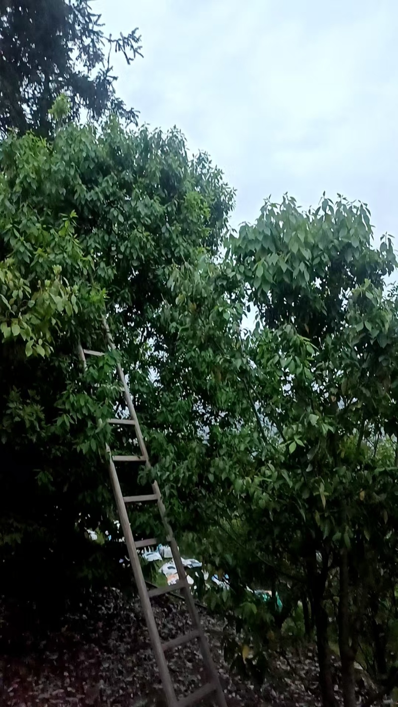 自家高山老鹰茶