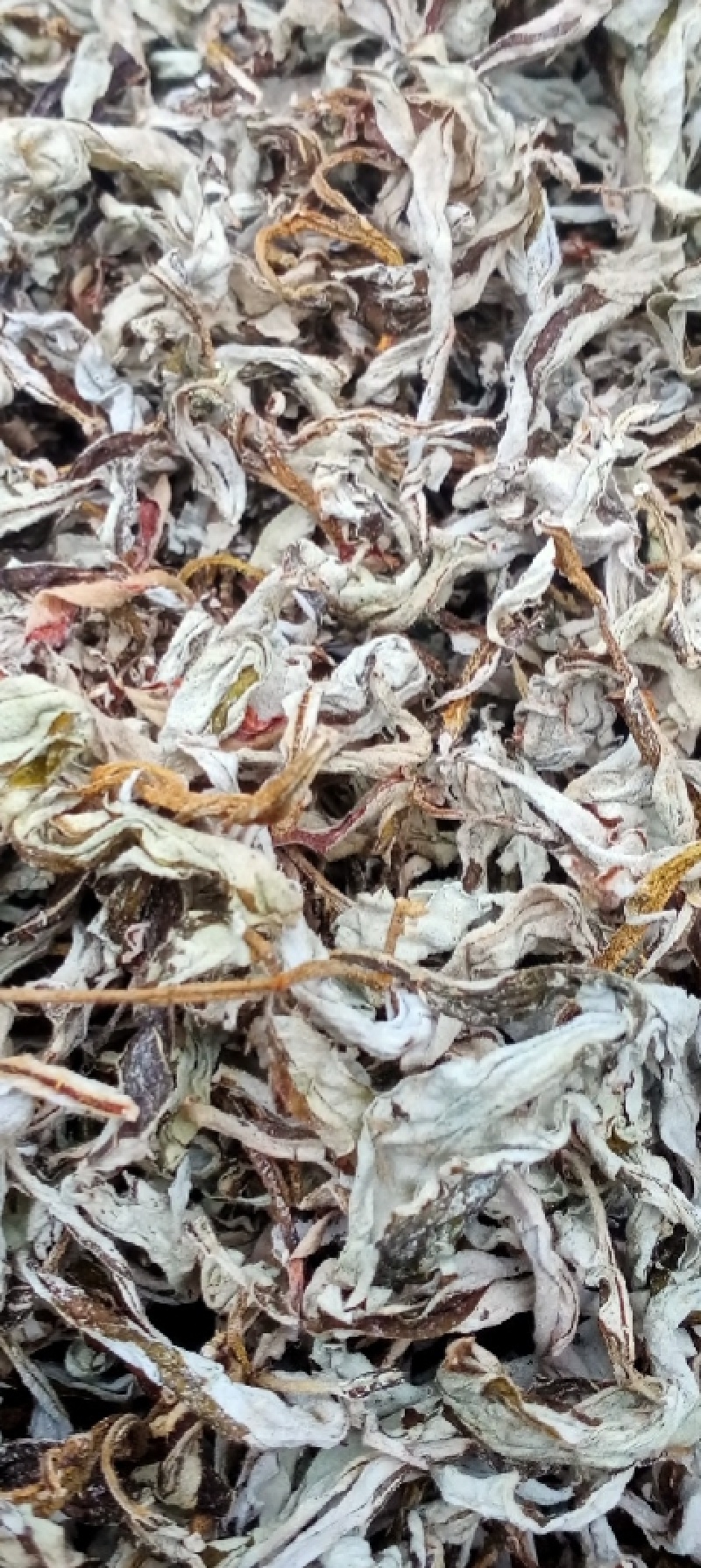 自家高山老鹰茶